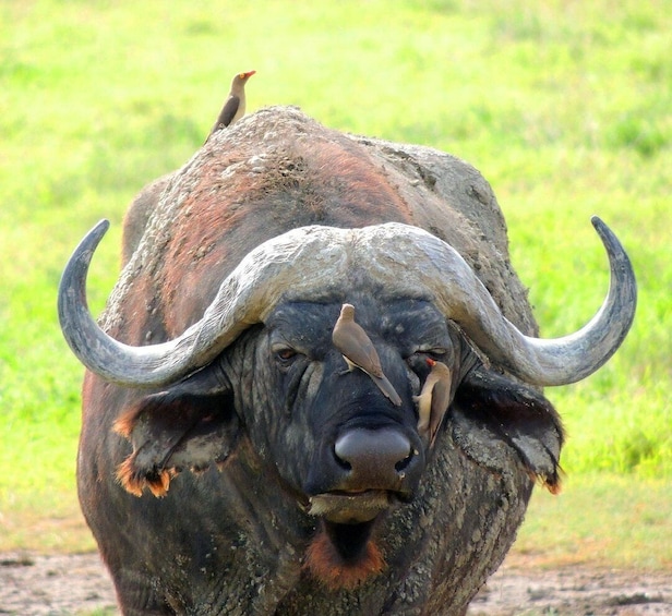 Un grand buffle aux cornes imposantes, avec un oiseau perché sur son dos. 3