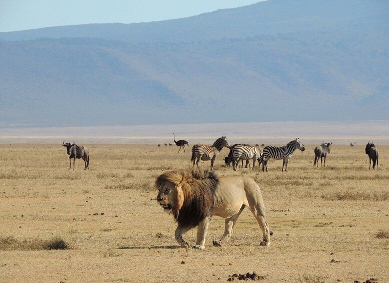 Un lion marchant dans une savane, avec des zèbres et des autruches en arrière-plan. 2