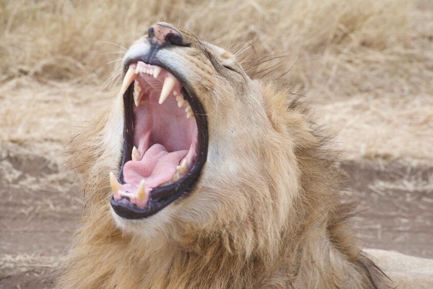 Un lion, la gueule grande ouverte, laissant apparaître ses dents. 1