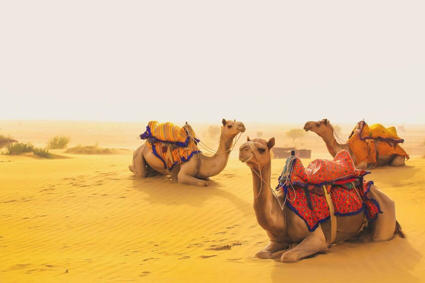 Private Golden Triangle Tour with Jodhpur & Jaisalmer 9D/8N 1