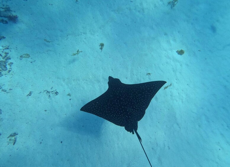 A stingray swimming underwater. 4