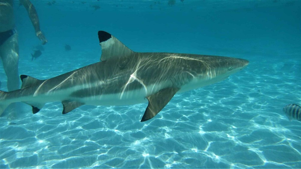 A shark swimming in clear blue water. 1