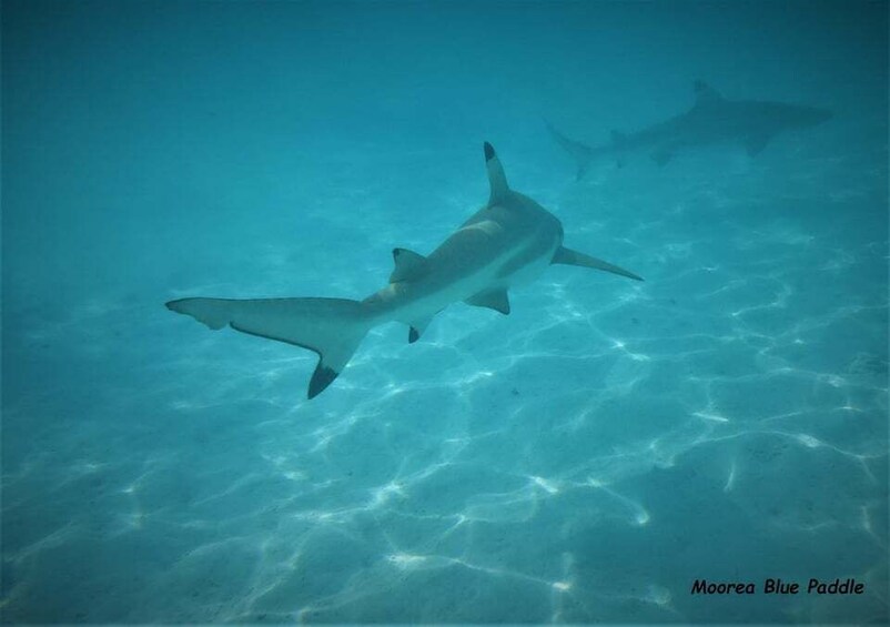 A shark swimming underwater. 5