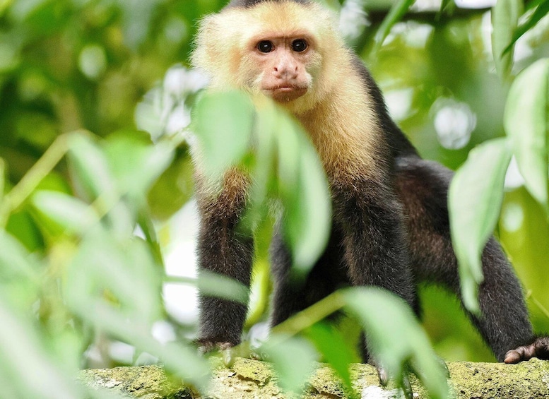 A monkey with a light brown and black fur coat, sitting on a rock surrounded by green foliage. 1