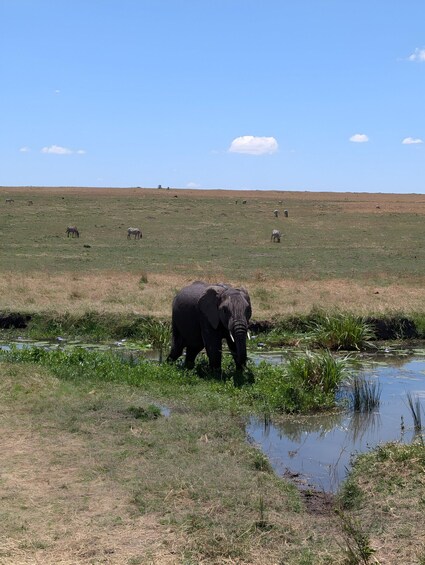 Picture 1 for Activity From Nairobi: 3-Day Private Safari with Maasai Village Visit 3
