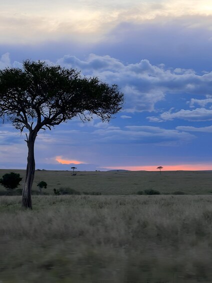 A solitary tree in a grassy field with a sunset in the background. 2