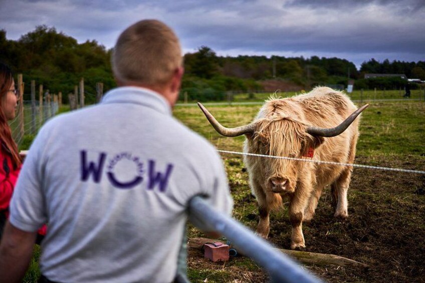 Eine Person in einem weißen Hemd mit dem Aufdruck 'WOW', eine Highland-Kuh mit langen Hörnern und ein grasbewachsenes Feld mit einem Zaun. 2