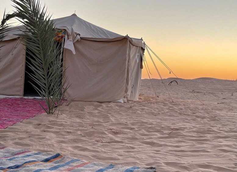 A desert tent with a palm tree and colorful rugs. 1