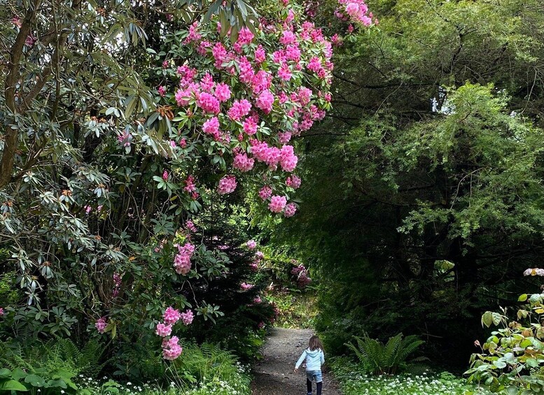 A person walking on a path surrounded by lush greenery and pink flowers. 4