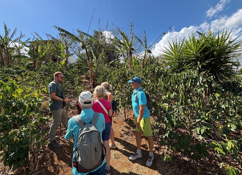 A group of people hiking in a tropical garden with various plants and trees. 2