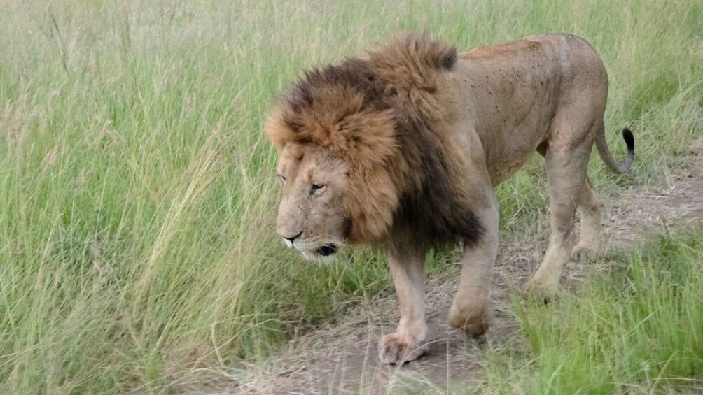 Picture 1 for Activity 3 Days Mid range Samburu National reserve 4