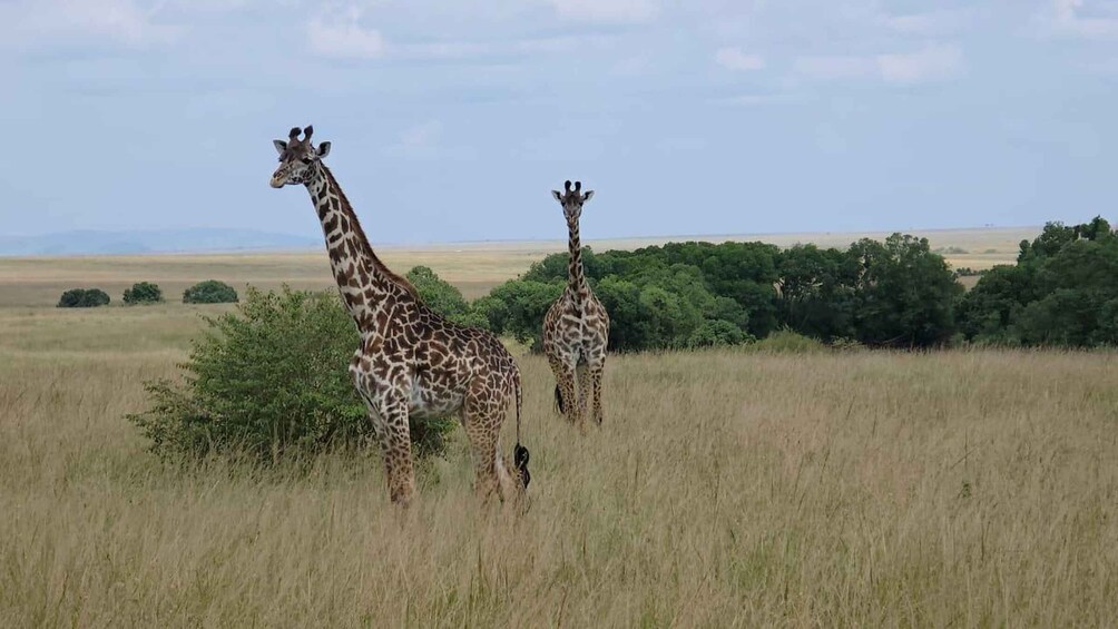3 Days Mid range Samburu National reserve 1