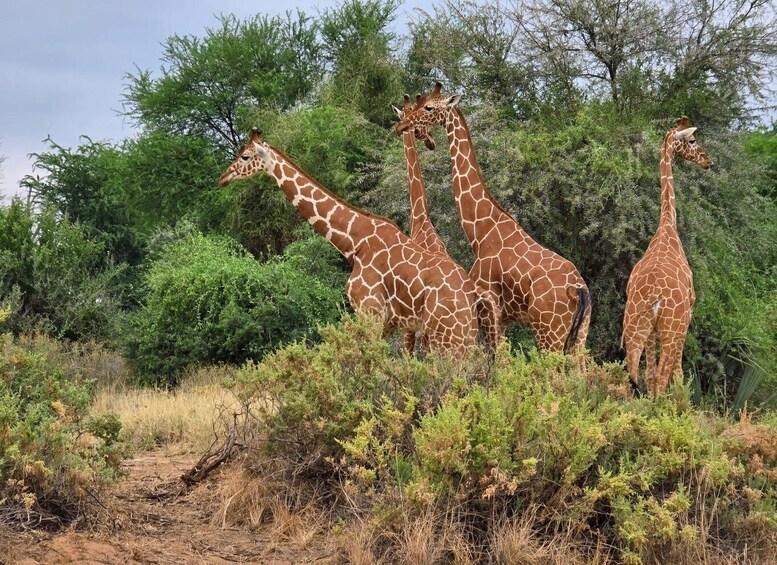 Picture 3 for Activity 3 Days Mid range Samburu National reserve 2