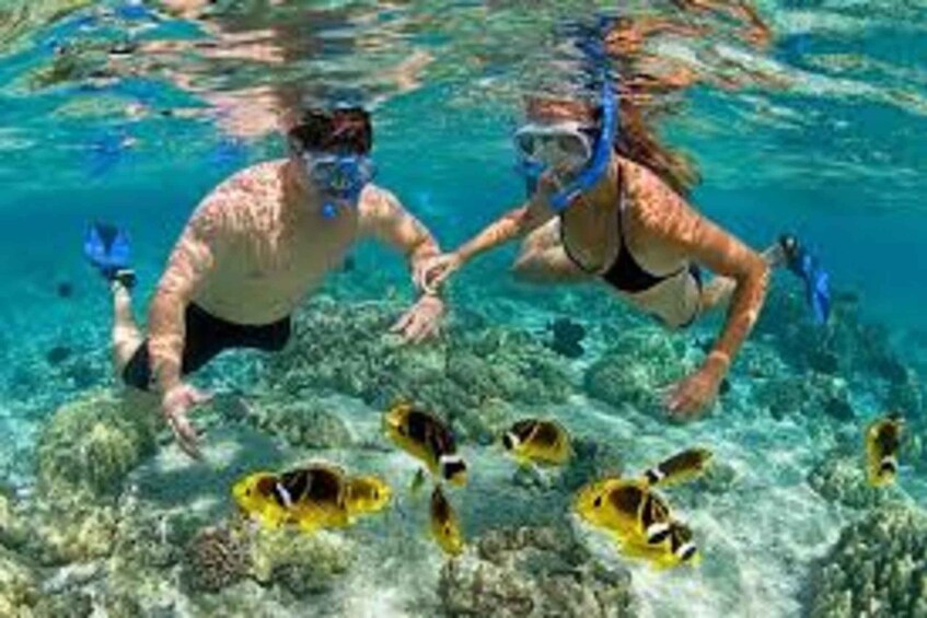 Picture 5 for Activity Zanzibar: Prison Island Tour with local Private Guide 5