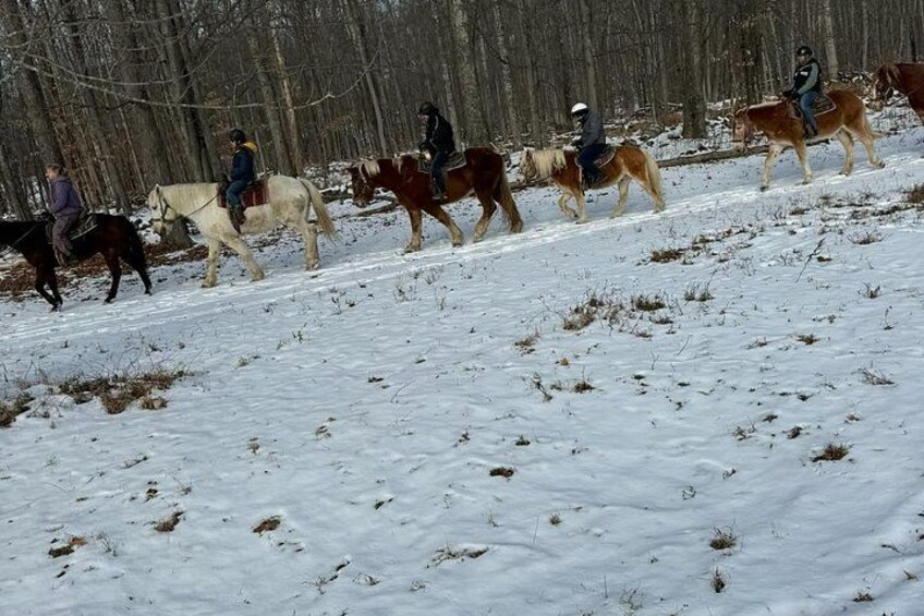 45 Minute Scenic Horseback Trail Ride 3