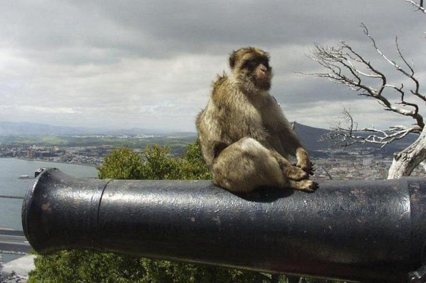 A monkey sitting on a cannon overlooking a landscape with a body of water and hills in the distance. 3