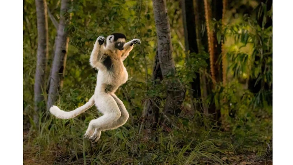 Picture 5 for Activity Fort Dauphin: Day trip to the territory of the dancing lemurs 5