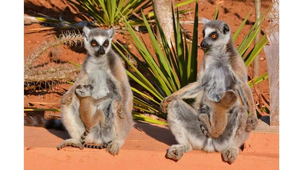 Picture 4 for Activity Fort Dauphin: Day trip to the territory of the dancing lemurs 4