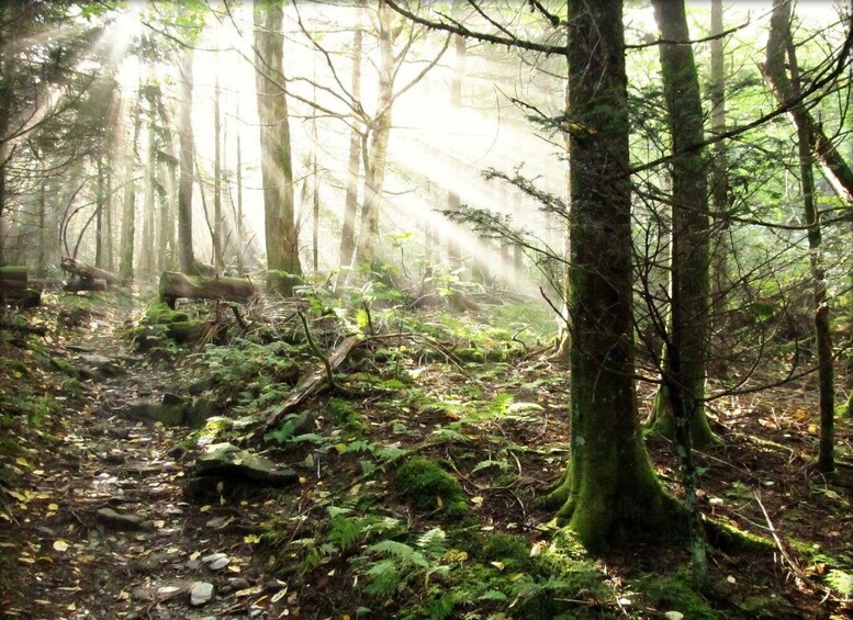 A forest with sunlight filtering through the trees. 5