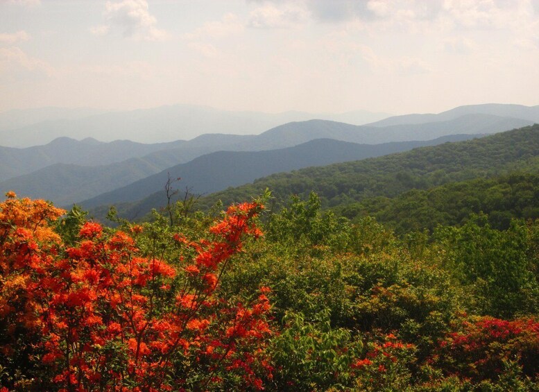 A mountainous landscape with dense green forests and vibrant red flowers in the foreground. 1