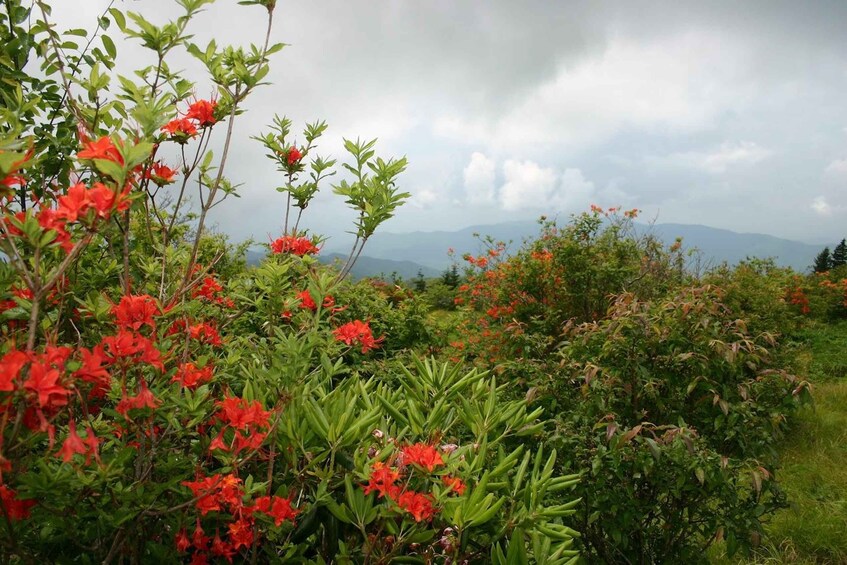 A lush landscape with red flowers and green foliage. 2