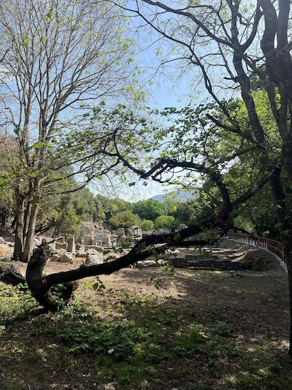 A tree with a leaning branch, ruins in the background, and a clear sky. 5