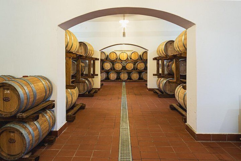 Private Tasting of Organic Wines in the Cellar in Mugliano 2