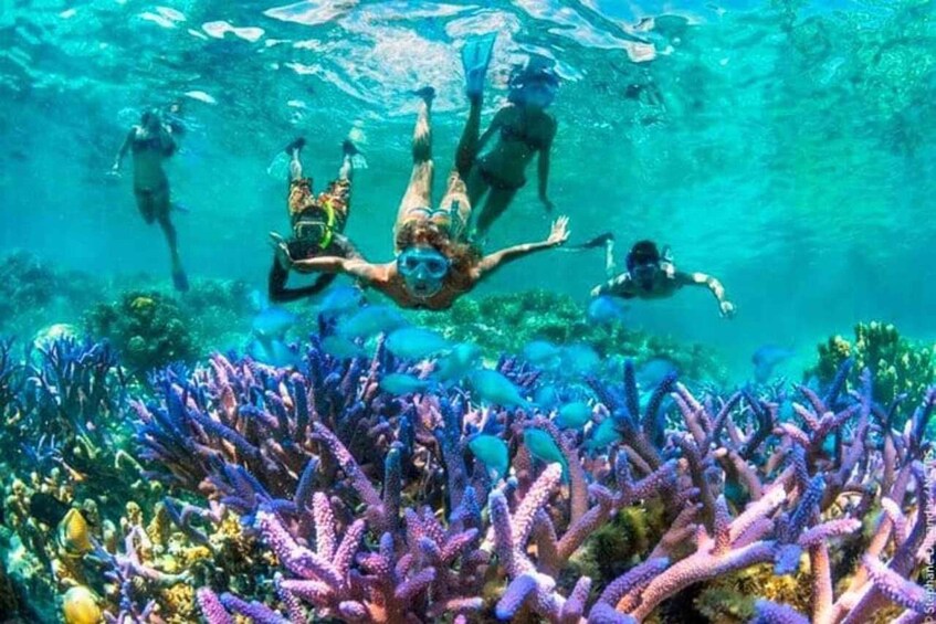 Divers swimming among coral reefs. 1