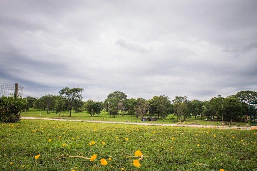 En park med grön gräsmatta, gula blommor, träd och en molnig himmel. 3