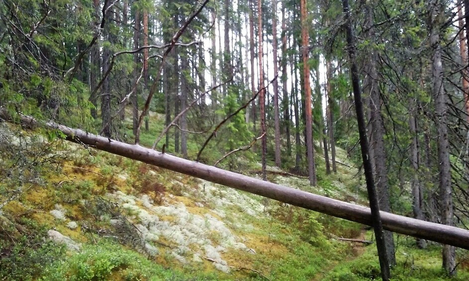Picture 5 for Activity Lahti: Guided Hiking Tour to Kalliojärvi Lake 5