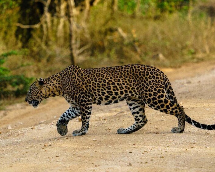 Picture 4 for Activity Yala National Park: 7 hour & 12 hour Leopard Safari Tours 5