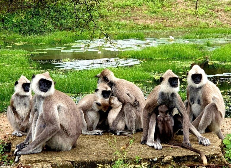 Picture 3 for Activity Yala National Park: 7 hour & 12 hour Leopard Safari Tours 3