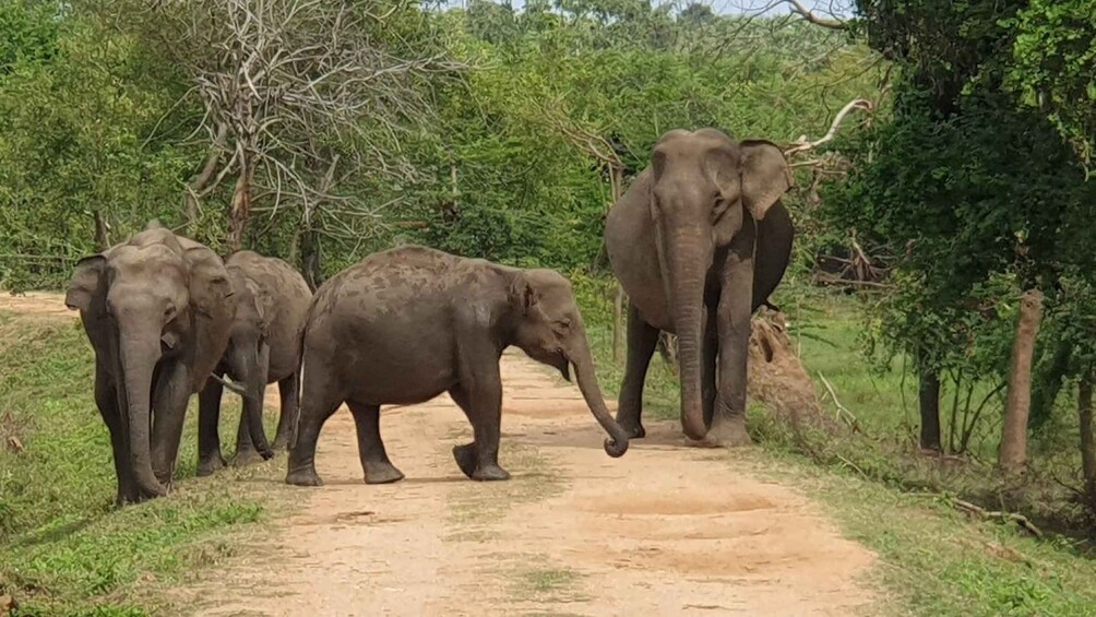 A dirt path with elephants walking. 2
