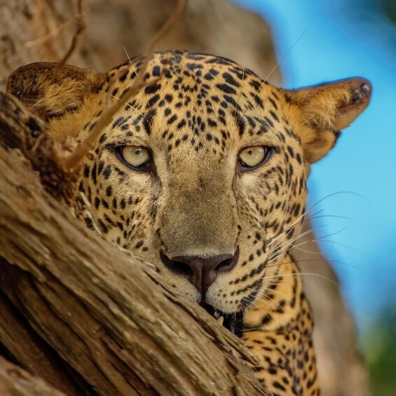 Yala National Park: 7 hour & 12 hour Leopard Safari Tours 1