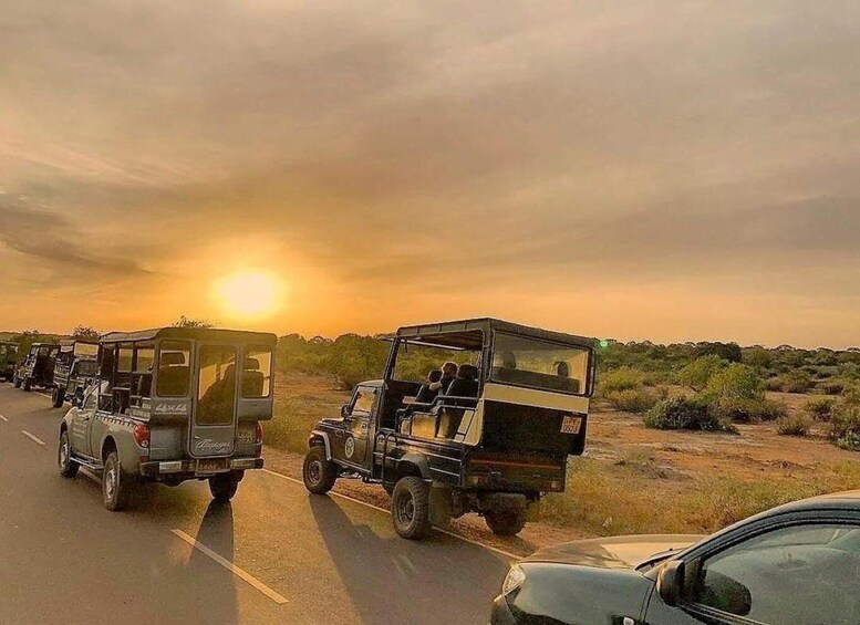 Picture 7 for Activity Yala National Park: 7 hour & 12 hour Leopard Safari Tours 4