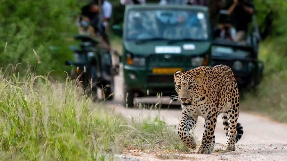 A leopard walking on a dirt path with vehicles and people in the background. 2