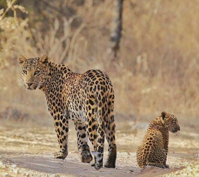 A leopard and its cub in a dry, open landscape with sparse vegetation. 3