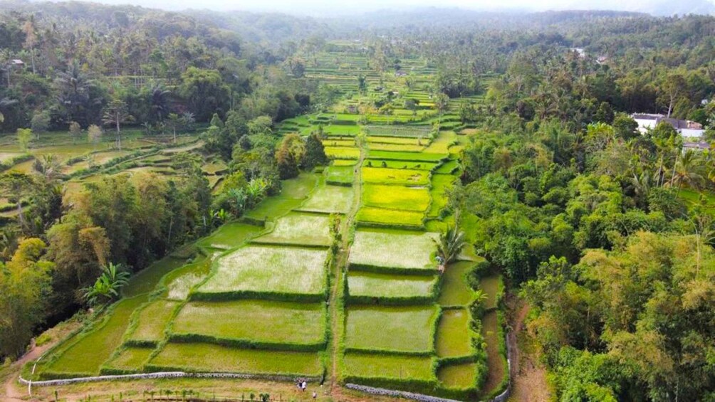 Picture 10 for Activity Exclusive Tetebatu: Waterfall, Rice Fields, Monkey & Weaving 3