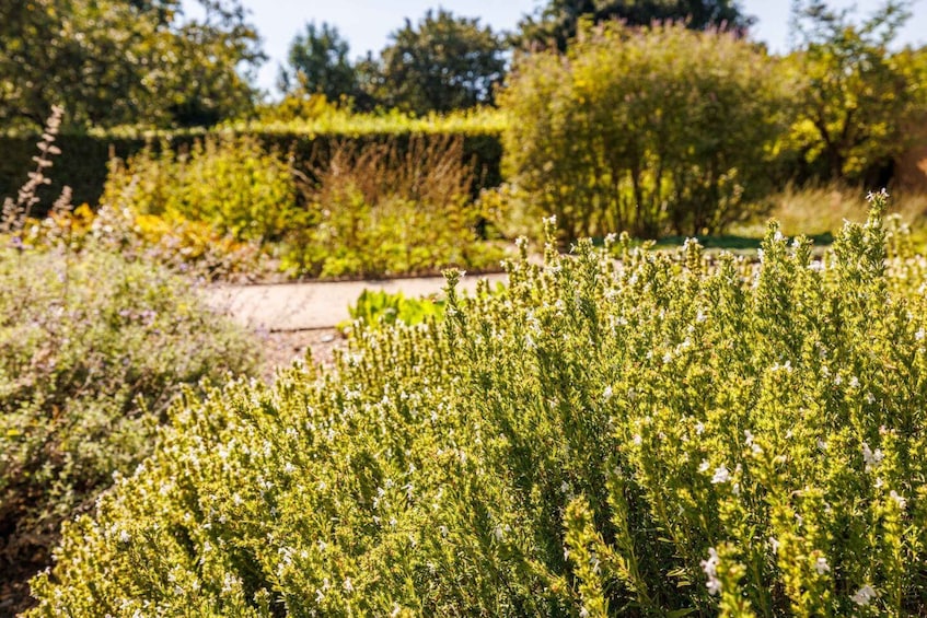 Picture 1 for Activity Singing: Guided herb tour "Wild herbs on the banks of the Aa" 3