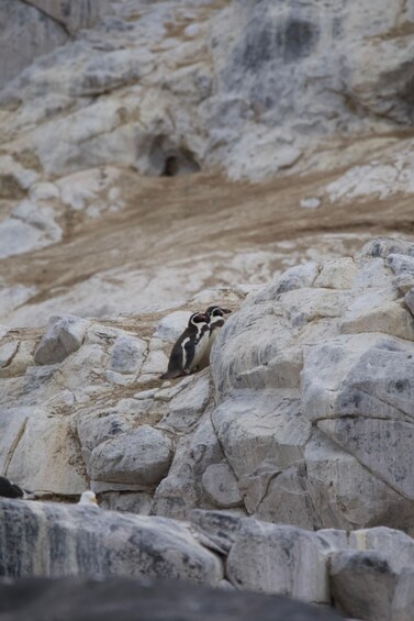 A penguin on rocky terrain. 5
