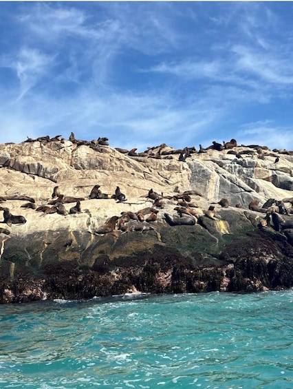 A rocky coastline with seals resting on the cliffs. 4