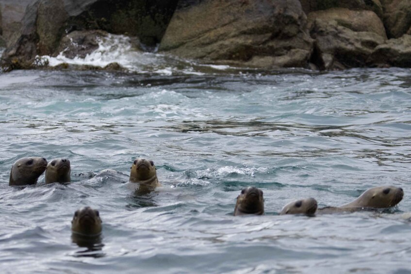 A group of seals swimming in a river with rocky banks. 2