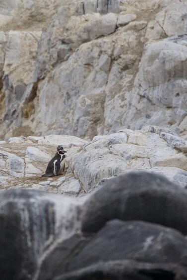 A penguin on rocky terrain. 3