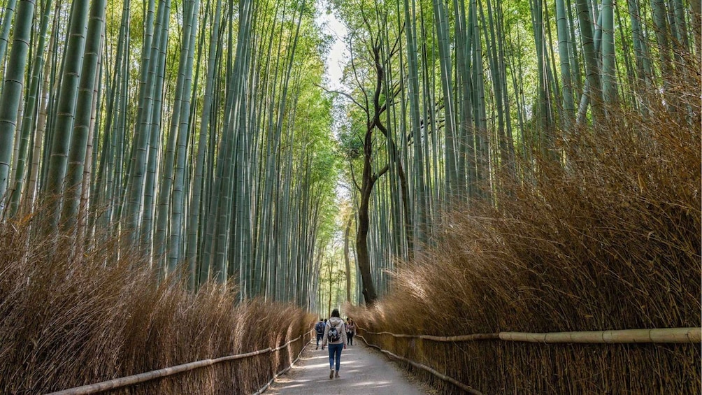 A pathway flanked by tall bamboo trees. 1