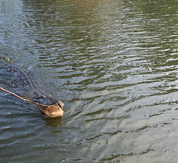 Picture 25 for Activity Pearlington: Swamp - Eco - Cruise and Walking Tour 3