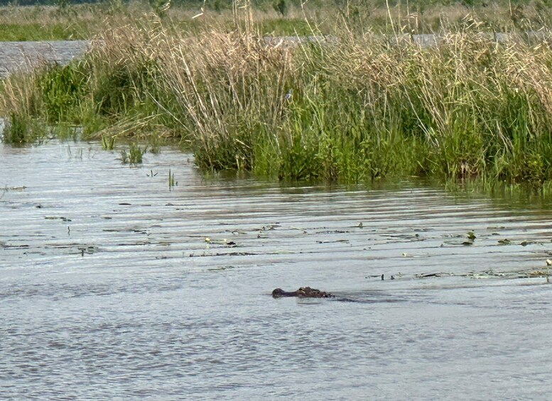 Picture 1 for Activity Pearlington: Swamp - Eco - Cruise and Walking Tour 2