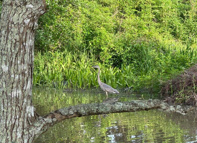 Picture 4 for Activity Pearlington: Swamp - Eco - Cruise and Walking Tour 5