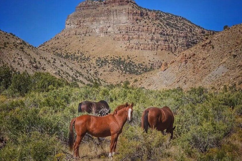 Wild Horseback Excursion in Grand Junction 2