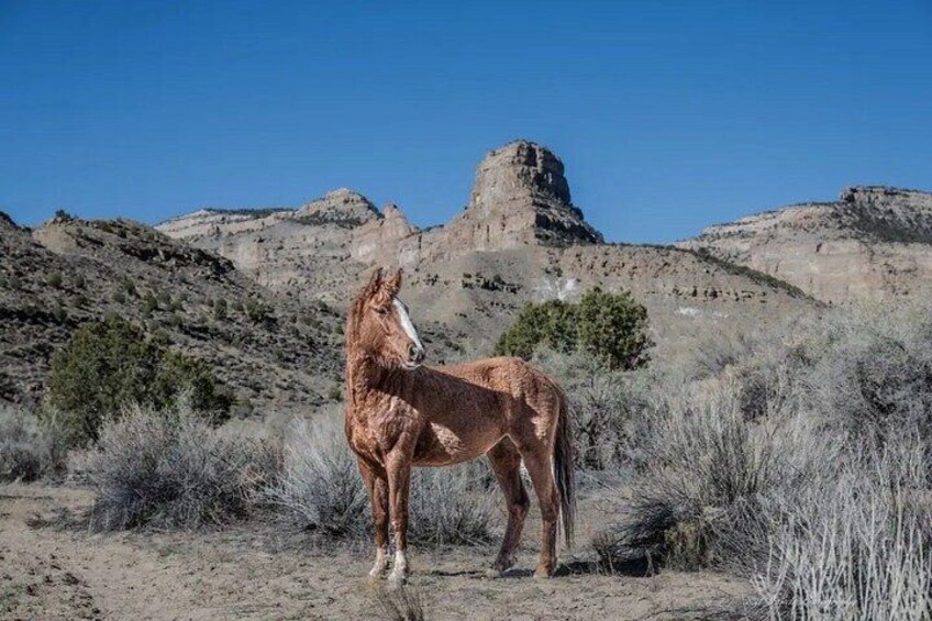 Un caballo de pie en un paisaje desértico con vegetación escasa y una formación rocosa destacada al fondo. 5