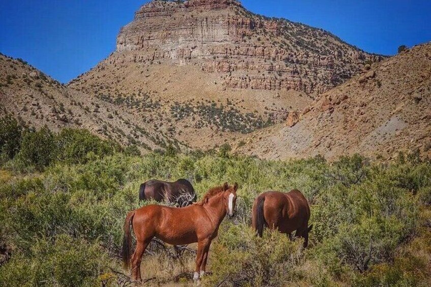 A desert landscape with three horses grazing. 2